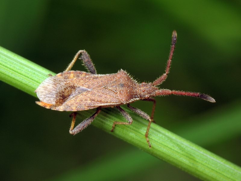 Coriomeris denticulatus (Scopoli, 1763)